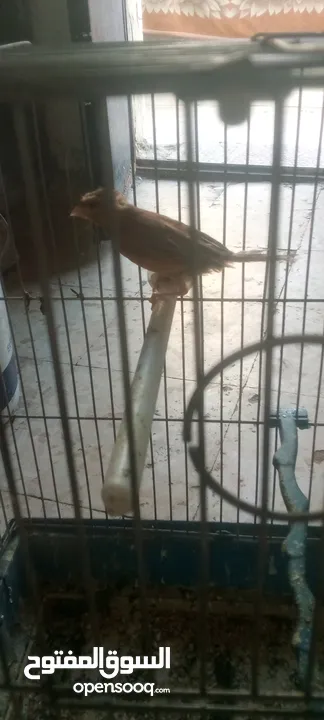 جوز شغلات بصلاة على النبي فحل سكني أبو فراخ وطيره نحاسي مقنبره
