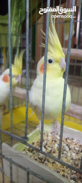 جوز كوكتيل لاتيني منتج للبيع