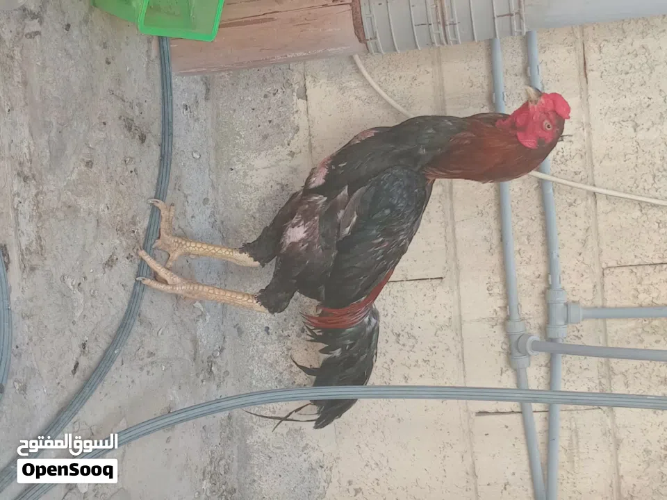 Pakistani rooster