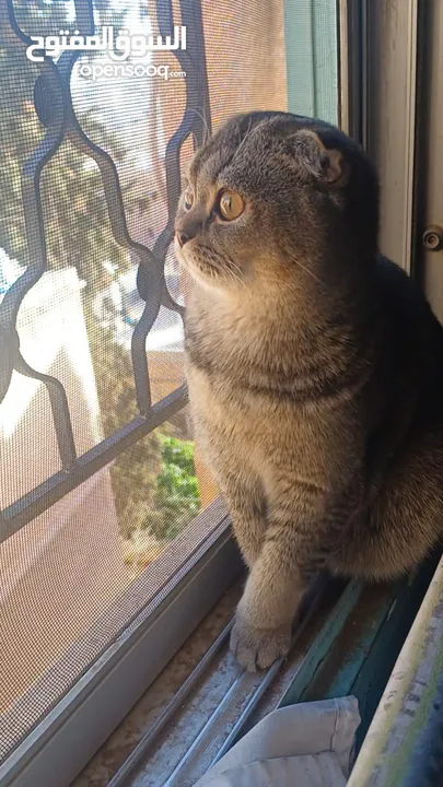 سكوتش فولد scottish fold