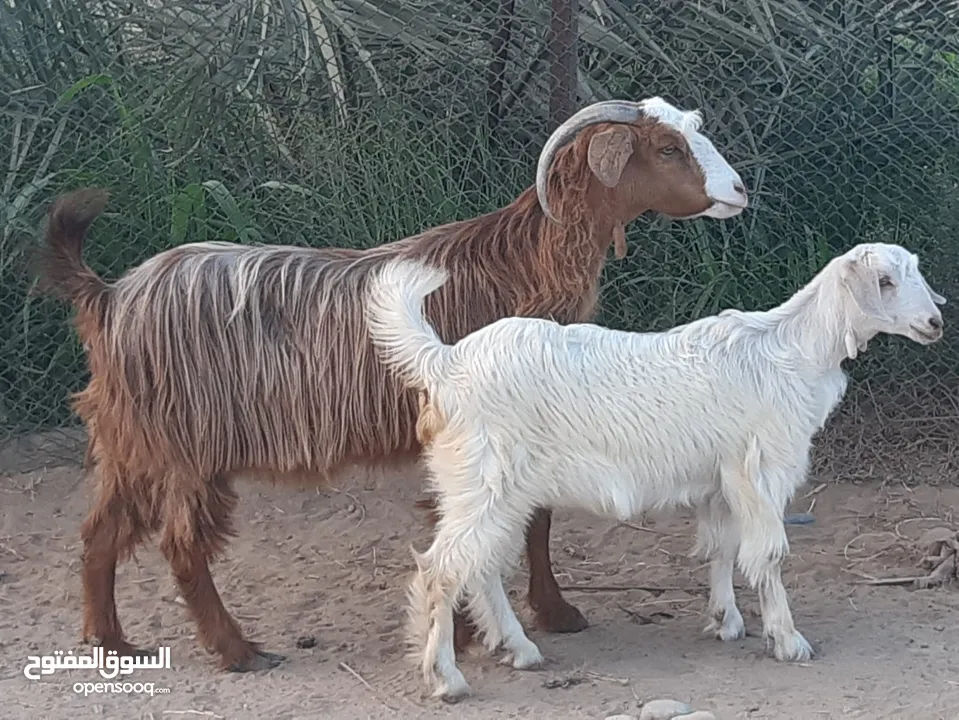 هوش من حلال الجواميد الضخم ووحدة تحتها صخلة