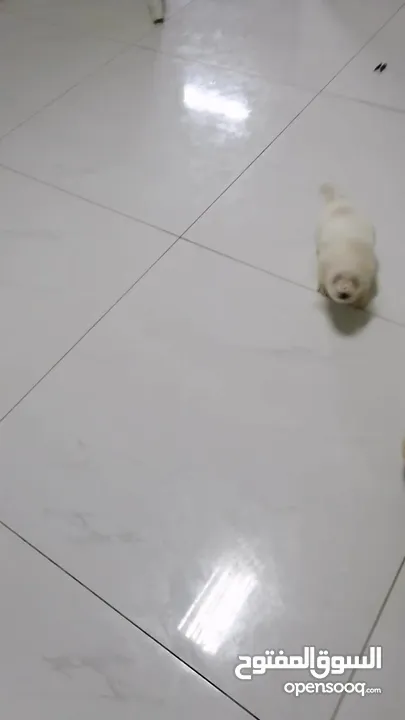 انثى فرنش تيرير عمر شهرين   puppy 2-months female - French Terrier