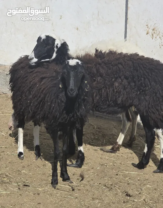 جعد عمانيات اصل صغار سن ما جالهن ولدن ع 65 ف الرأس بالجمله جعد حلوات لتربية ولذبح