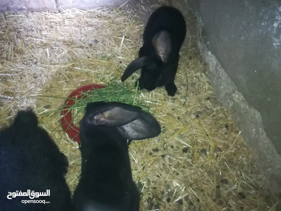 أرانب بابيون سلالة صافيه 100%ألوان ساده للبيع