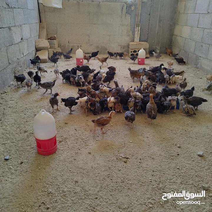 صيصان بلدي