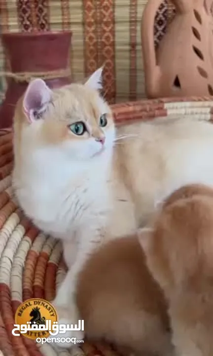 High-level British Shorthair kittens with pedigree