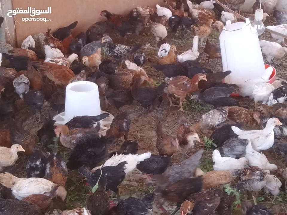 omani chickens for sale