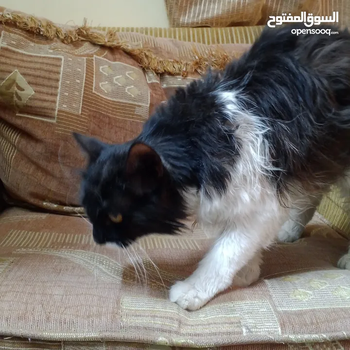 قطه ذكر نوع بيرشن اليف ترب