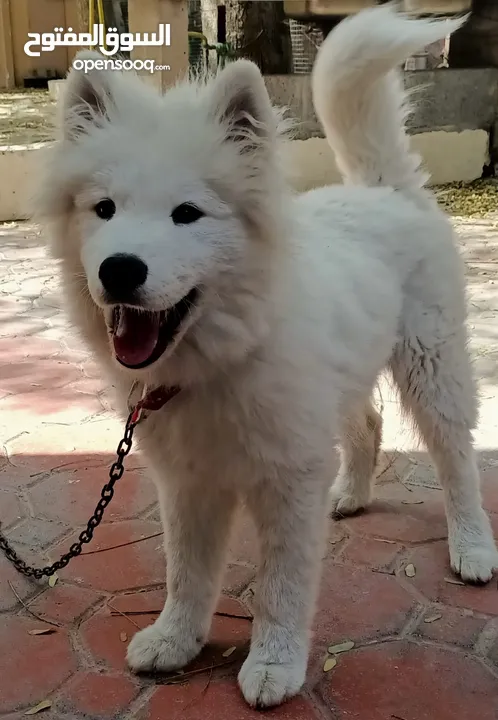 Pure Samoyed male puppy 4 months old