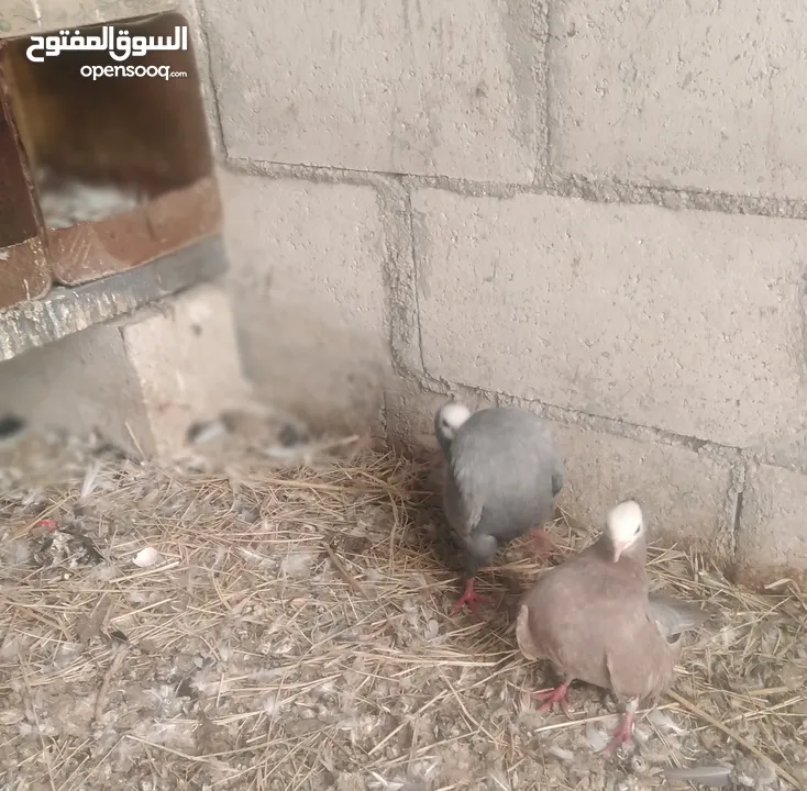 نخب جوزين مكابي وغولدن