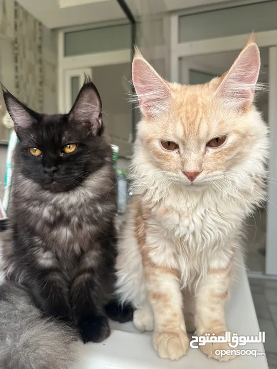 Mix Maine Coon breed for sale