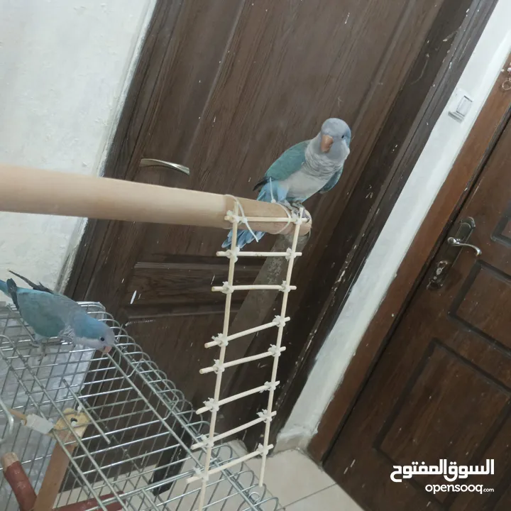 زوج ببغاء كويكر للبيع مع قفص تقريباً 90 سم