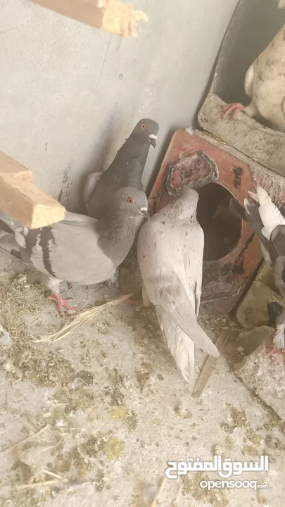 فارس.بدري.العتوم