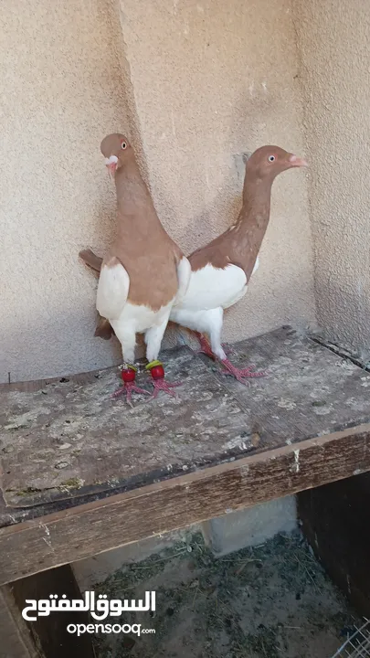 متاح 3جواز جوز لهوارت قراقطه وجوز يهوديات تركيب جديد وفي جواز بلجيكي زرزور عل بلجيكي