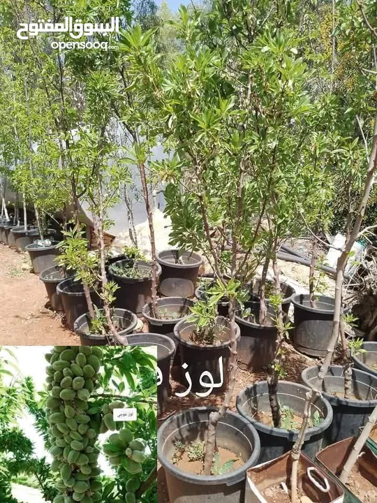 مشاتل السهل الاخضر الزراعيه تنسيق حدائق ومزارع