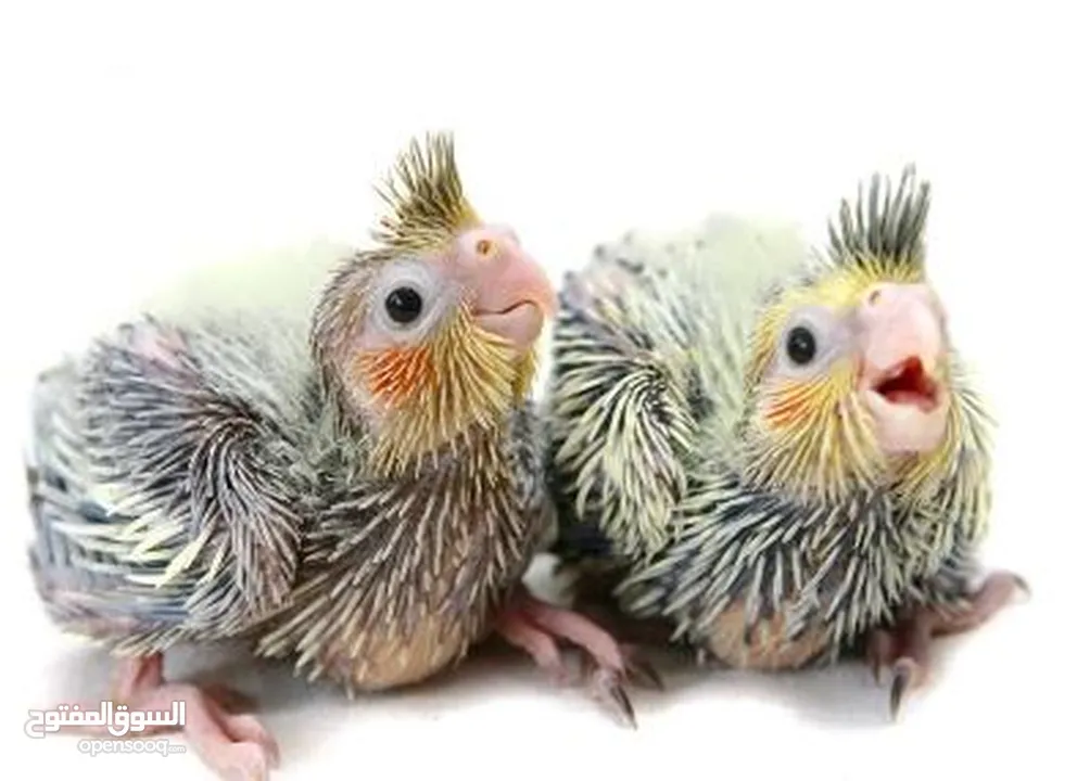 Cockateil chicks : small  and big chicks for hand taming