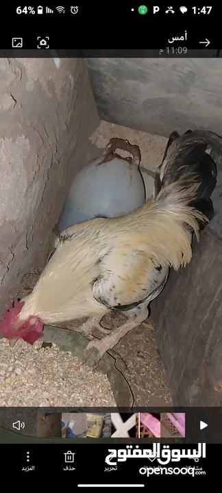 ديك كبير جدا بالصوره عمر سنتين للبيع يوجد ديك  بعمر الثمانيه اشهر العدد 2 في سعر 8