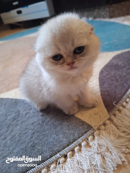 kittens for sale 60 days old    Scottish.