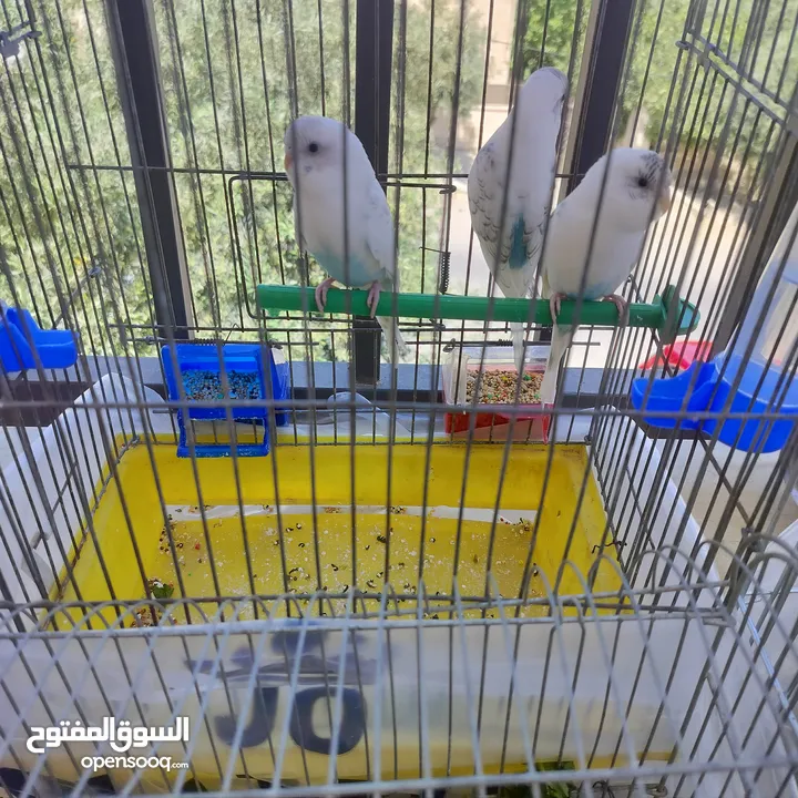 طيور حب بادجي لون مميز