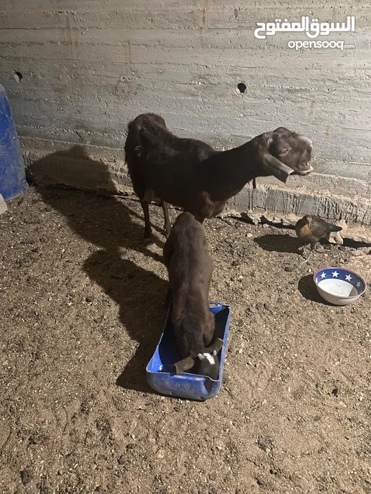 عنز شامية نخب للبيع معها جدي