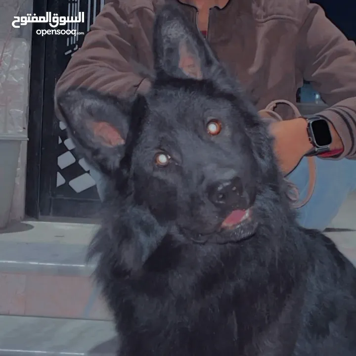 كلب جيرمن رويل بلاك نخب