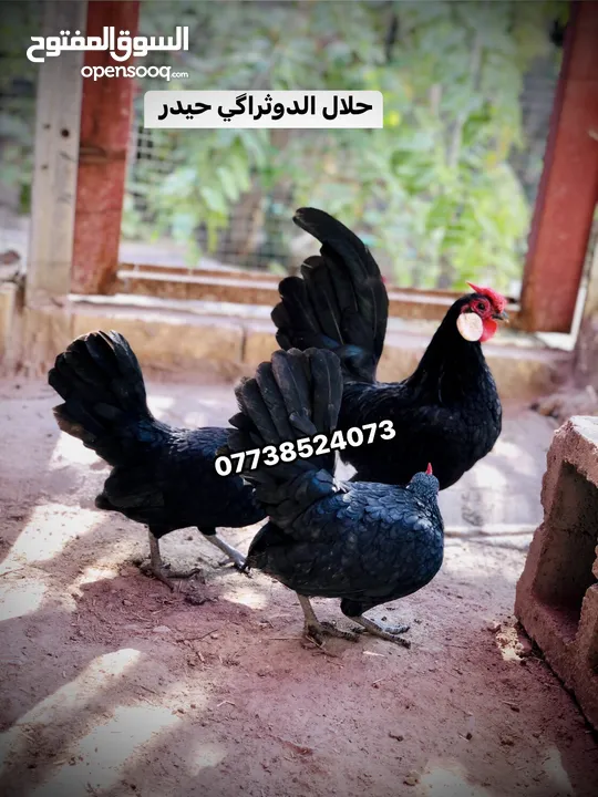 بيض دجاج اسباني