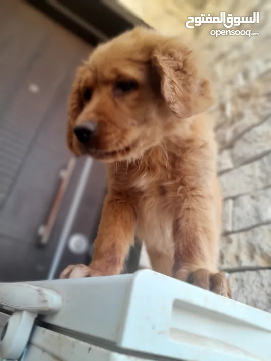 جولدن ريتريفر بريطاني آصلي  Golden retriever pure اعلى مستوى في الشرق الاوسط