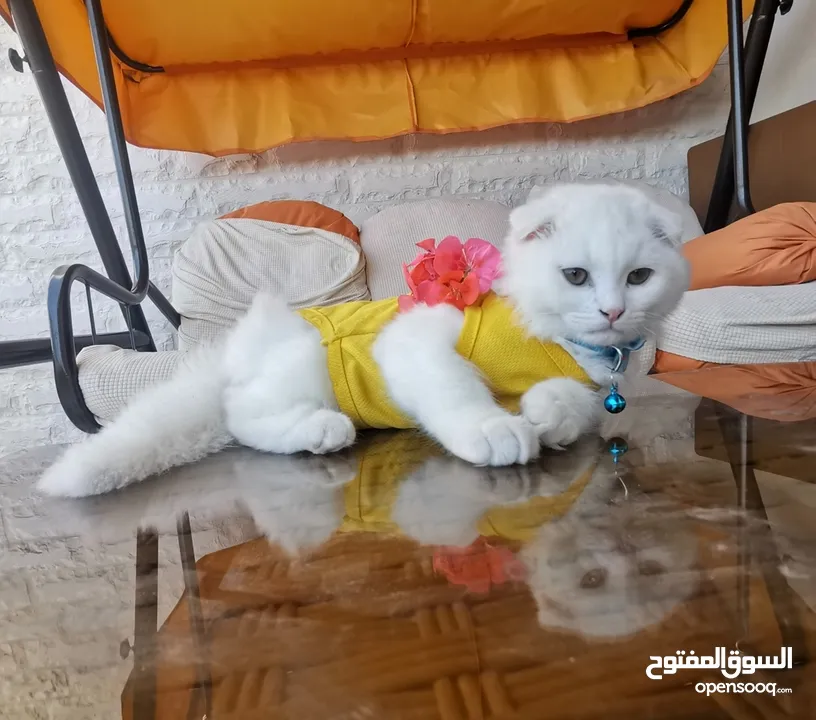قطة لطيفة للبيع