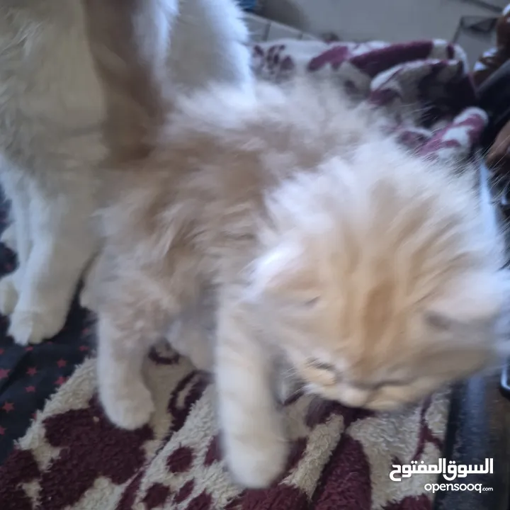 قطط ذكور من أصول نقيه واحد همالايا تشوكلت لونج هير بلو بوينت وواحد بريتش ريد لونج هير مقزم للجادين