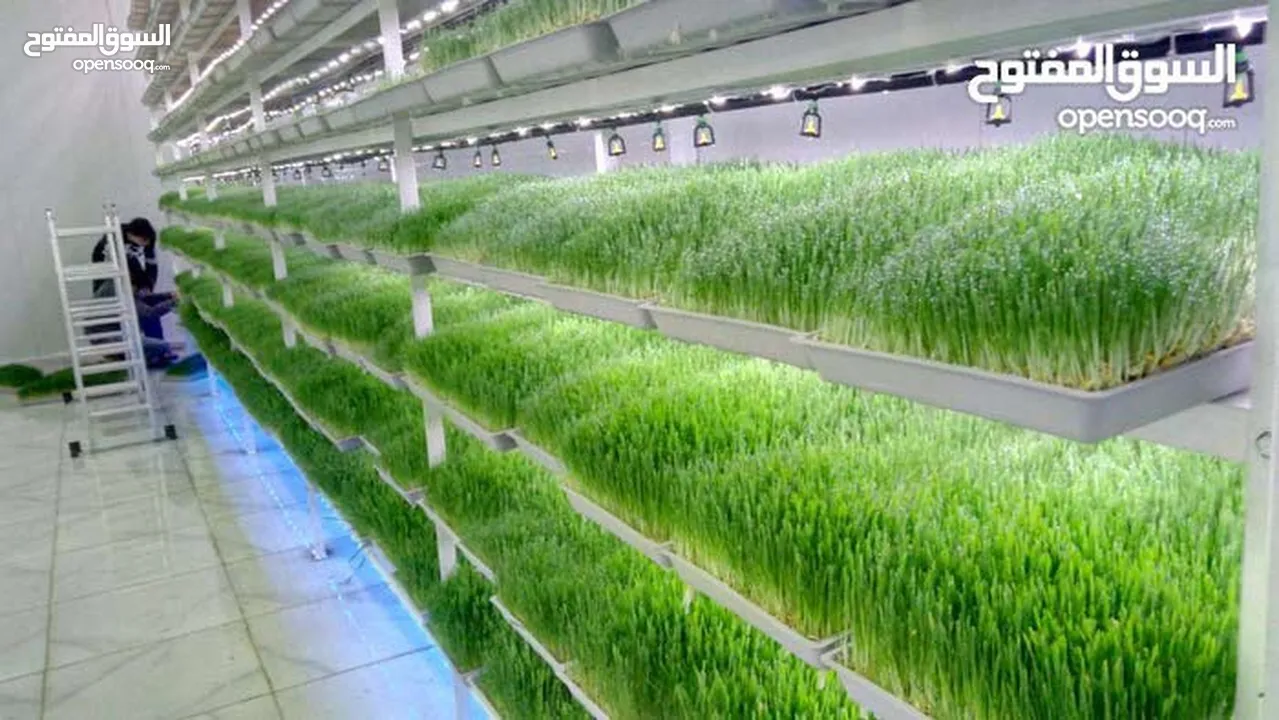 استنبات شعير  شعير مستنبت Sprouted   صواني استنبات شعير Barley germination barley