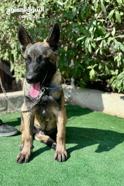 جراء بلجن مالينو و الراعي الهولندي (Belgian Malinois & Dutch Shepherd)