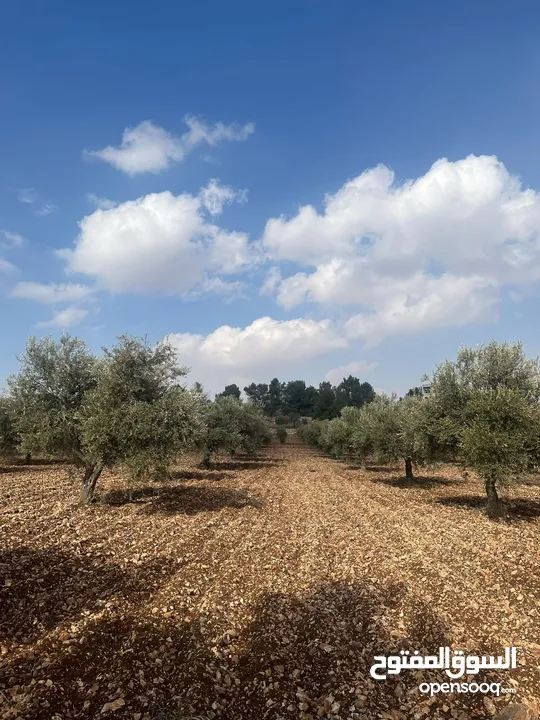 فرصة العمر مزرعة زيتون راقية  طريق اربد عمان كافه الخدمات 17 دونم و نص منتجه