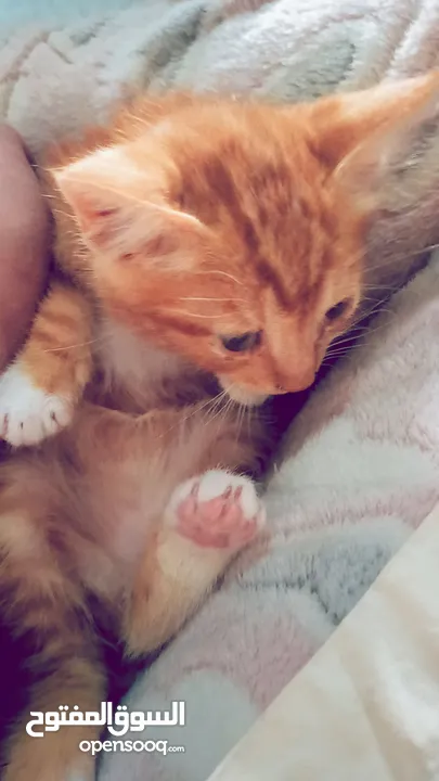بسبوس صغير عمرو حوالي تلات اسابيع لعوب وكيوت و بيوكل طبيعي  اقراء الوصف.....................؟؟.؟؟؟؟