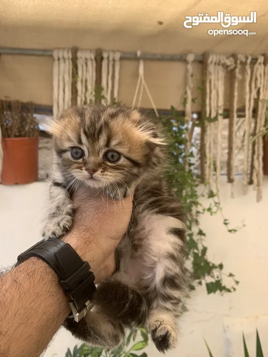 كتنز مكس سكوتش ستريت وبريتش فولد للبيع