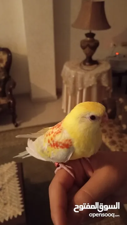 ببغاء مزمير للبيع او البدل على جوز كوكتيل أو روز أو حب