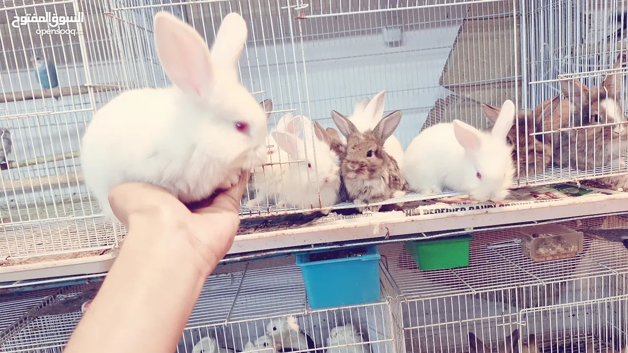 RABBITS FOR SALE