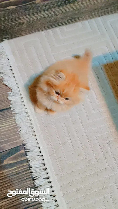 ذكرين بيرشن مكس هملايا وشانشيلا بيور