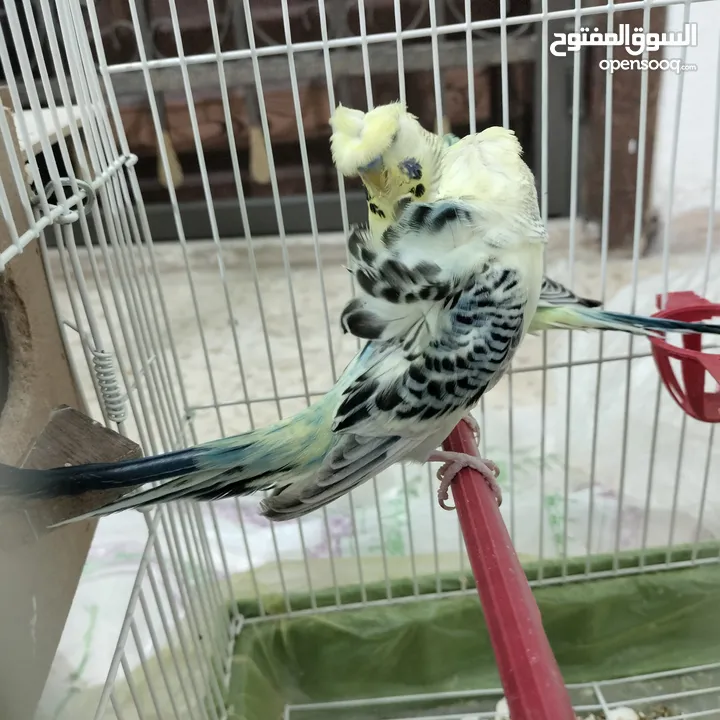 هوجو رومو تكساس