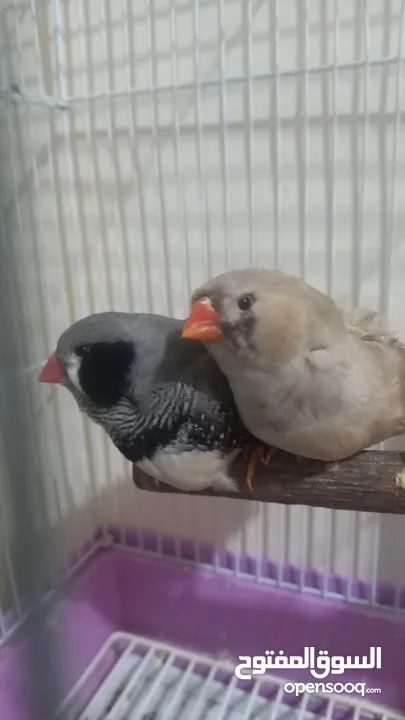 breding pair. jabo size.. black cheek male orange female With cage.. for sale 20. kd