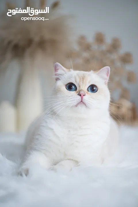 Scottish British shorthair longhair kittens British shorthair Scottish fold kittens Scottish