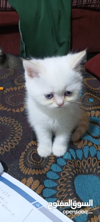 قط سكوتش ستريت اورنج بوينت