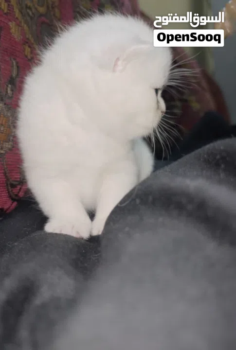 Pure Scottish/ بيور سكوتش