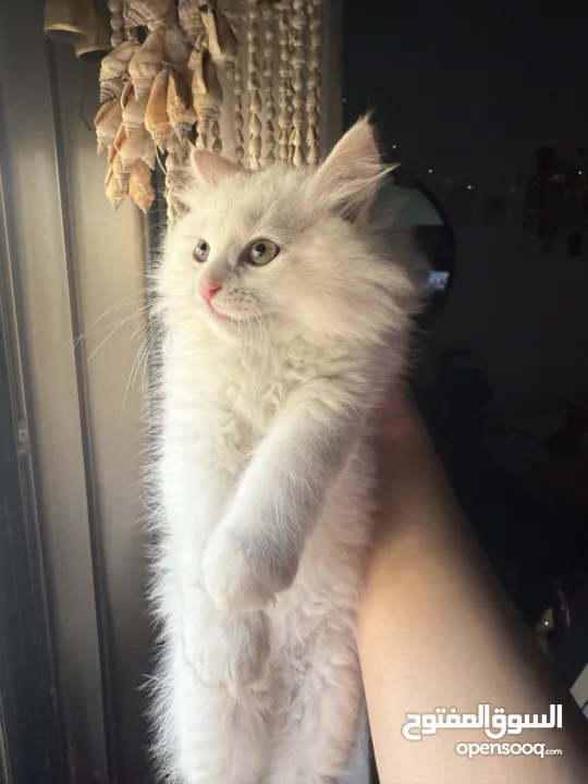 قطة شيرازي بيضاء ~ للبيع بسعر رمزي ^