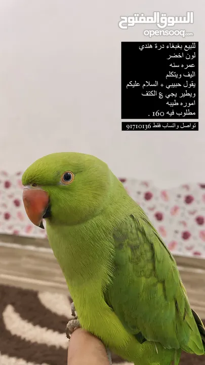 للبيع بغبغاء اليف