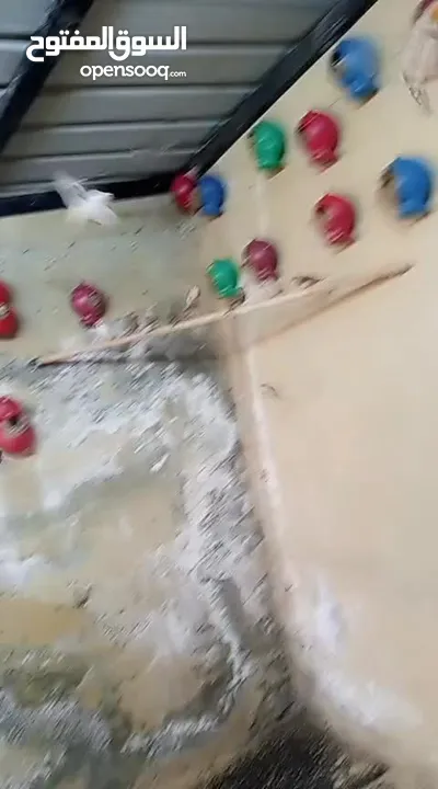 عصافير فينك ( زيبرا ، طيور جنة )