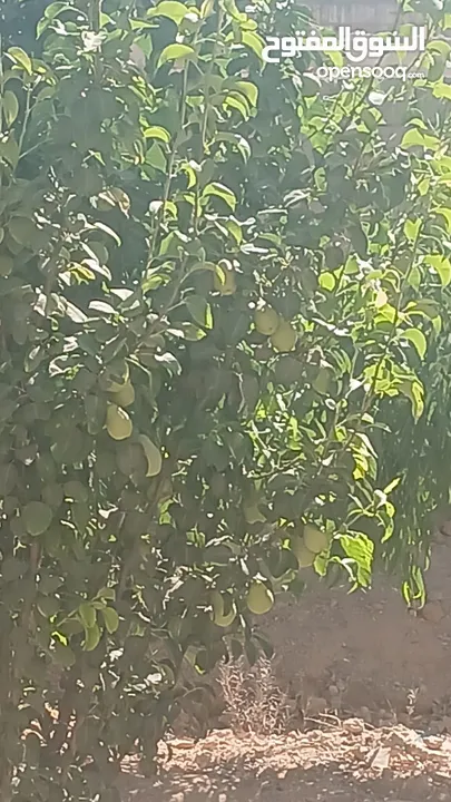 منزل للبيع قصر حلابات غربي قرب مصانع طيبه