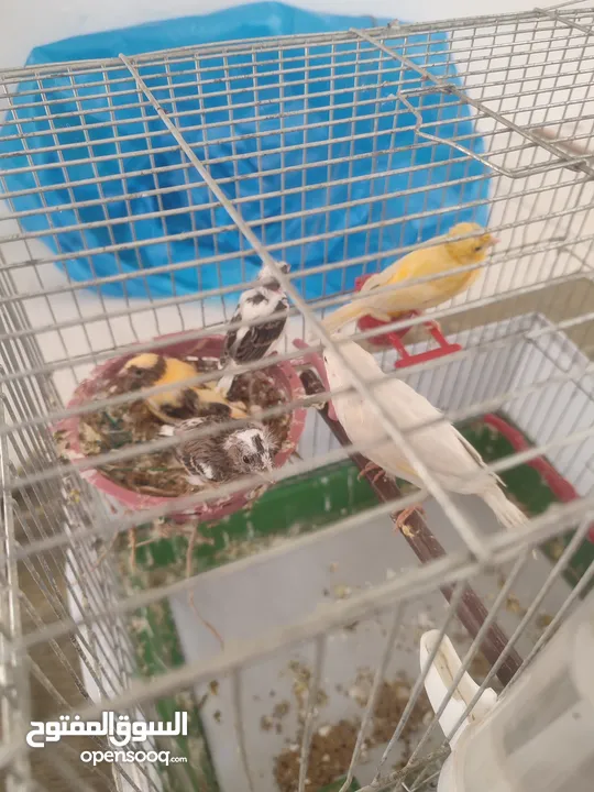 طيور كناري للبيع  8 حبات مع 3 فراخ  صحة ونضافة وامورهم بالتمام  جوز مع فراخو وجوز تحتو بيض