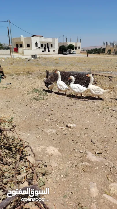 وز عدد 7 الكرك القصر