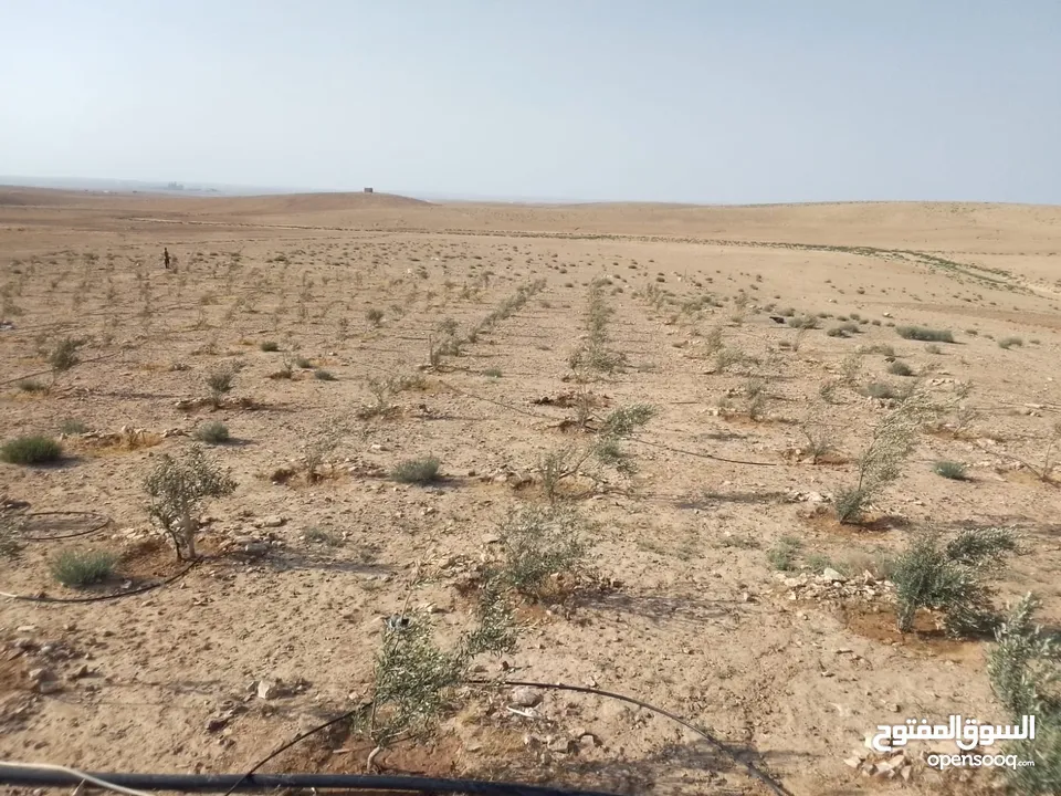 عشره دنمات للبيع