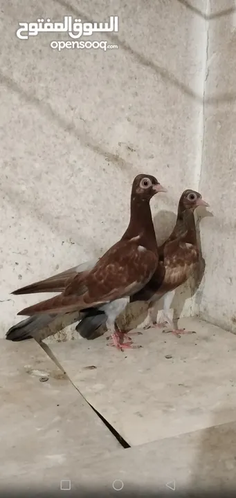 حمام شلبي نخب اول
